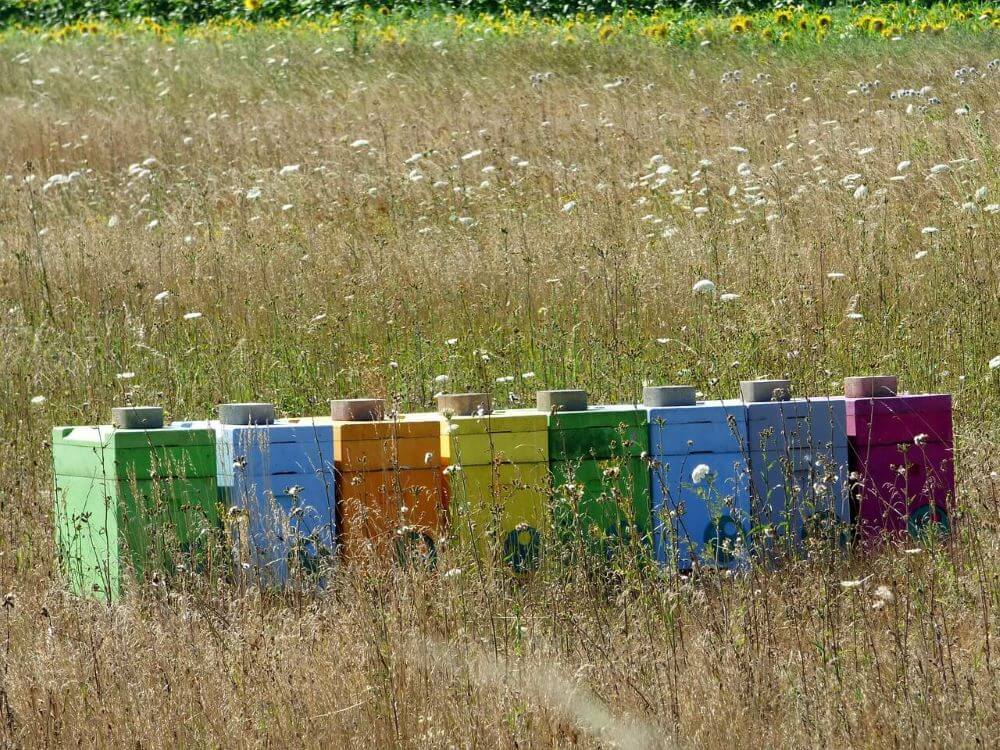 Zatrzymano osobę odpowiedzialną za śmierć 420 tys. pszczół!